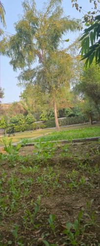 Jardín al aire libre en Theaarambagh