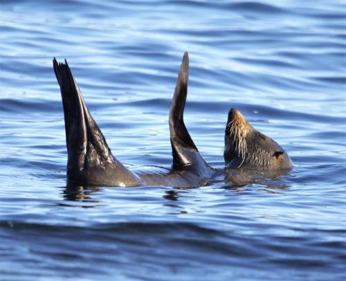 a couple of seals swimming in the water at Salt Life By The Point On Warilla Beach in Barrack Point