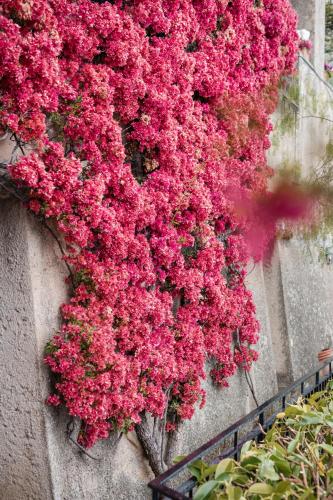 a bunch of pink flowers hanging on a wall at Villa Magia in Positano
