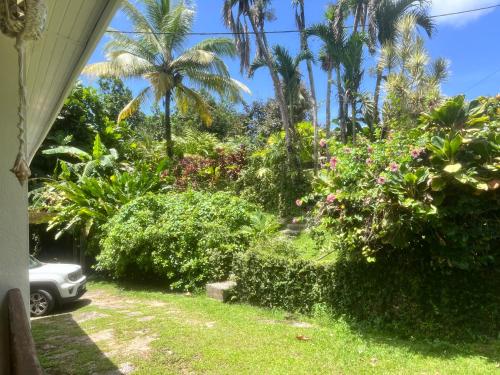 a yard with plants and palm trees and a car at Wonderland Rooms in Petit-Bourg
