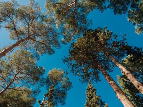a group of tall trees against a blue sky at Alojamiento Rural 1Respiro Parque Natural Serra Calderona in Serra