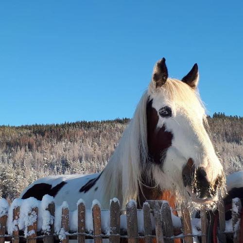 a horse standing behind a fence in the snow at Farm house River&Horse view "Our Little Farm" in Ekshärad