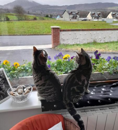 a couple of cats sitting on a window sill at Sheepviewhouse Leo in Kilgarvan