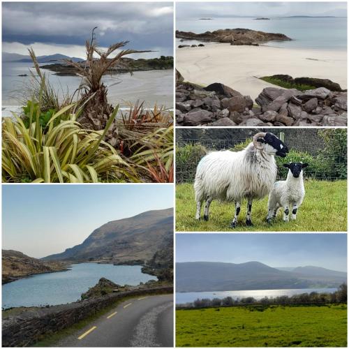a collage of four pictures with a sheep in a field at Sheepviewhouse Leo in Kilgarvan