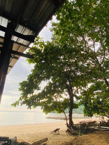 a tree on a beach with the ocean in the background at Koh Phu Valley in Ko Jum