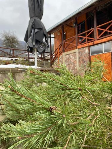 KalnaにあるSeosko turističko domaćinstvo Stanišićの建物前の松