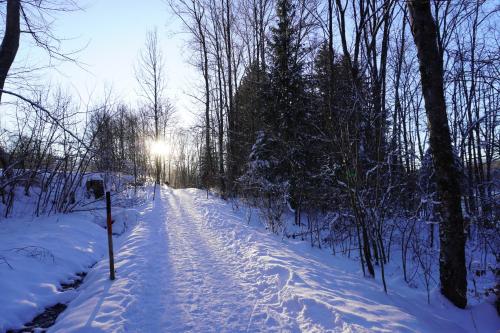 a snow covered path in a forest with the sun shining at FeWo BergZeit auf 1000 m Höhe mit Balkon, Parkplatz, WLAN, Küche in Wertach
