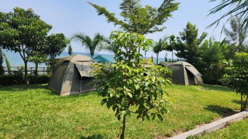 Mfangano IslandArch-Villa Resort&Camping Site Mfangano Island的草上一棵树的一组帐篷