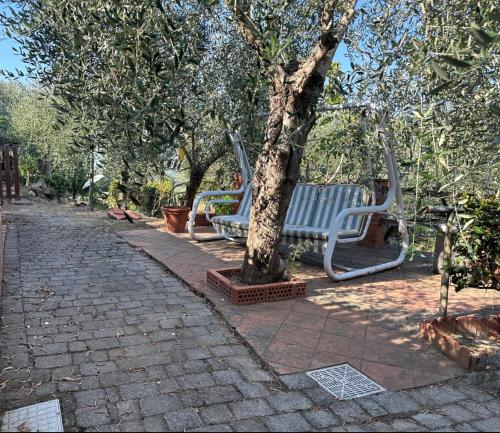 a row of park benches sitting next to a tree at Agrihome Di Alberto Giuseppe Gulotta B&B Bella Vista Appartamento Salvia in Massarosa