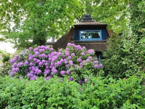 Κήπος έξω από το Traumhaftes Reetdachhaus "Grote Eken" in der Lüneburger Heide