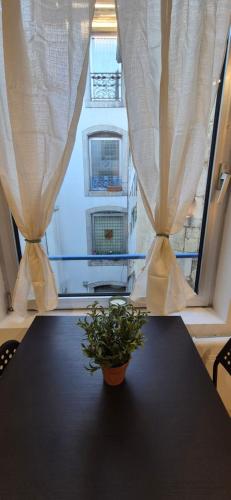 une plante assise sur une table devant une fenêtre dans l'établissement STUDIO NEUF HYPER CENTRE PROCHE PLACE STANISLAS ET GARE 17m2, à Nancy