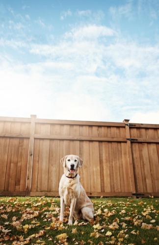 a dog sitting in front of a fence at Winston Ardmore Executive King Bed Suite &hot tub in Winston-Salem