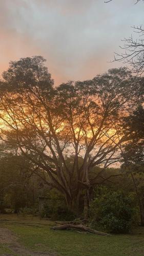 a large tree in the middle of a field at Chalet de los ciervos in Isla Cabuya