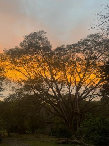a tree in a field with a sunset in the background at Chalet de los ciervos in Isla Cabuya