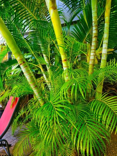 a bunch of palm trees with a red surfboard at Malvilla in Pereybere