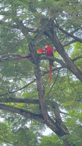 a red parrot perched on the branch of a tree at Chalet de los ciervos in Isla Cabuya