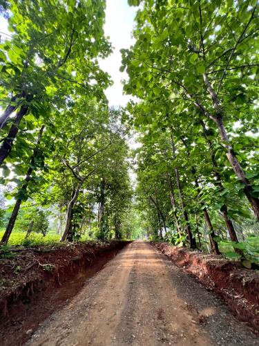 a dirt road in the middle of a forest at La VanDida, Camper house in Paraíso