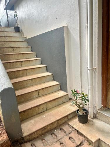 a set of stairs with a potted plant next to it at Sujata Homestay in Queula