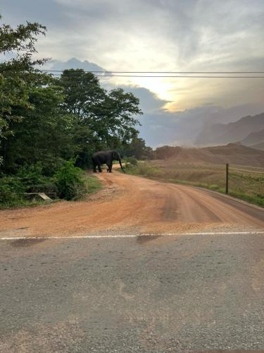 an elephant standing on the side of a dirt road at Sand Dune Beach Resort & Surf Camp in Arugam Bay