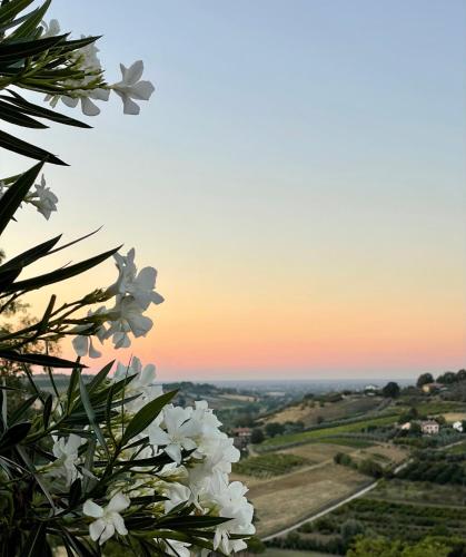 a tree with white flowers with a sunset in the background at Villa Venti - Craft Wine & Hospitality in Roncofreddo