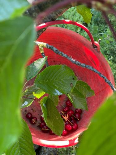 a red bird feeder with a bunch of red fruit at Villa Venti - Craft Wine & Hospitality in Roncofreddo