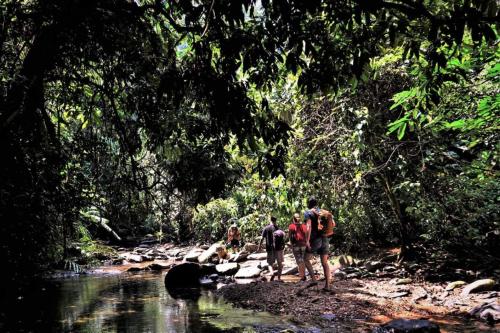 a group of people crossing a stream in the jungle at Jungle and River View in Bukit Lawang