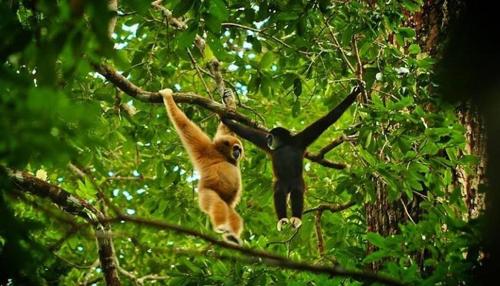 two monkeys are hanging on a tree branch at Jungle and River View in Bukit Lawang