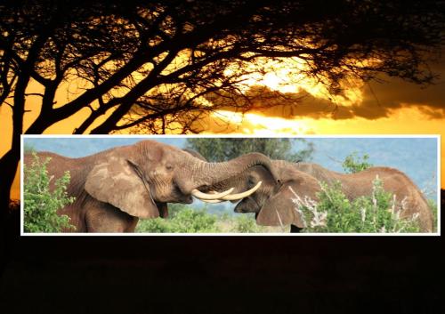two images of an elephant with its trunk in its mouth at Wagawimbi Villa 560 m2, Breathtaking View of the Indian Ocean, Kenya in Shimoni