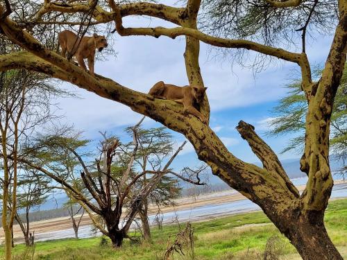 two lions in a tree near the beach at Eagle Suite 38m2 in Villa 560 m2, Indian Ocean View in Shimoni