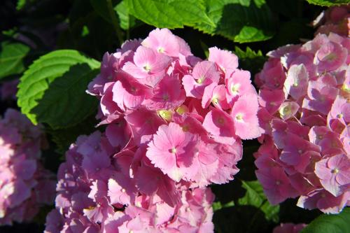 Ein Garten an der Unterkunft The room on the terrace