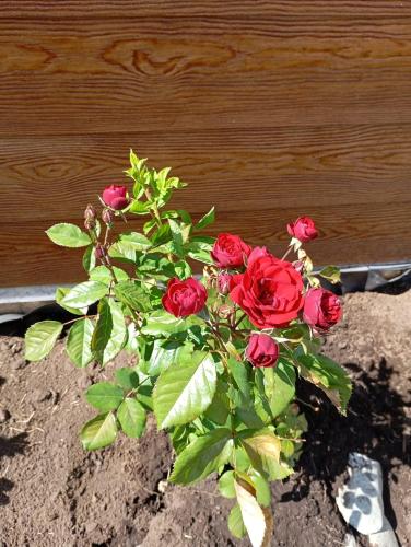 a bouquet of red roses sitting in the dirt at Cabaña Los Chochos in Lago Puelo