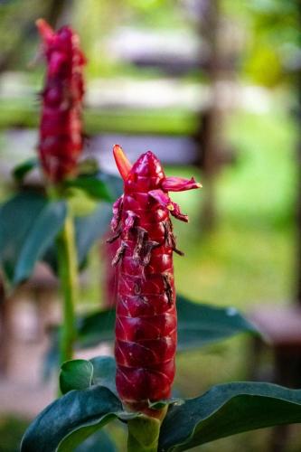 a red flower is growing on a plant at Villa Romduol in Kampot