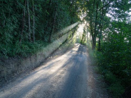 a dirt road in the middle of a forest at Polvereto in Le Fornacette