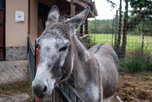 a donkey is standing next to a fence at Rezort u Bobiho in Nový Tekov