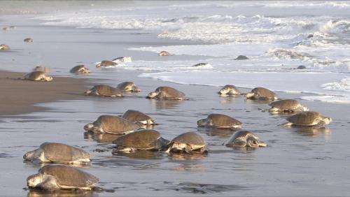 a herd of sea turtles swimming on the beach at Cabinas surf Arribadas in Playa Ostional