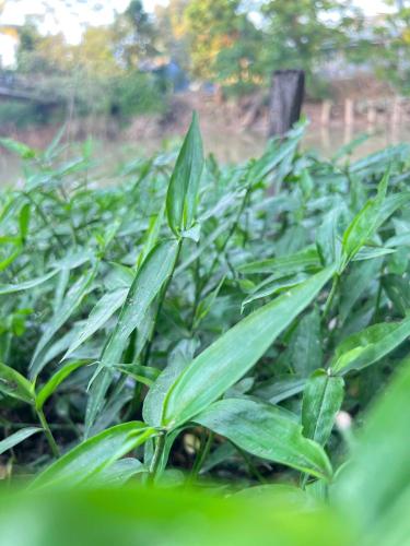 a field of corn with green leaves at HOMESTAY Hoàng GIa in Ấp Ông Tú