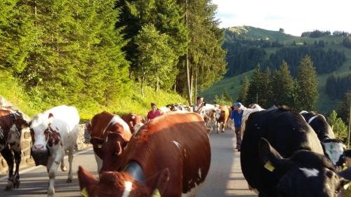 a herd of cows walking down a road at Naturnahe Familienwohnung in Rüschegg-Graben