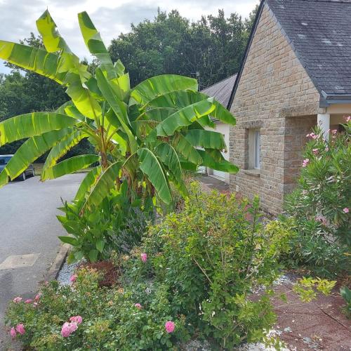 a large banana tree in front of a house at La maison des plages in Pénestin