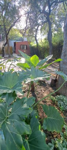 a garden with large green plants and trees at Departamento Las Rosas in Villa de Las Rosas