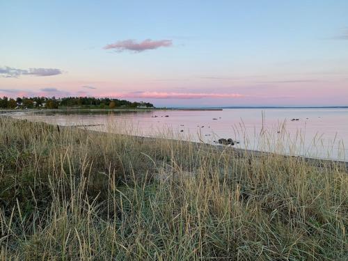 a view of a beach with birds in the water at Wigart cosy apartment in Tønsberg