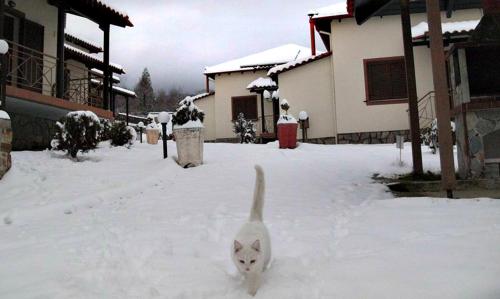 a cat walking in the snow in a yard at Karyon Apartments in Kariófiton