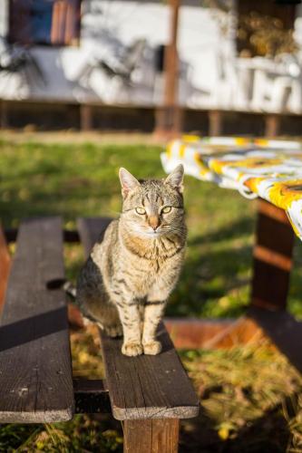 a cat sitting on top of a wooden bench at Szent Kristóf Udvarház in Kiskorpád