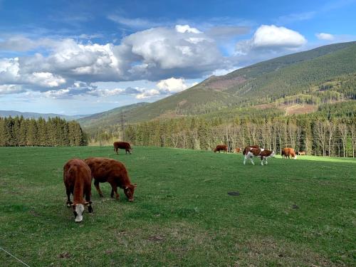 a herd of cows grazing in a field of grass at Apartmán Stratos in Ostružná