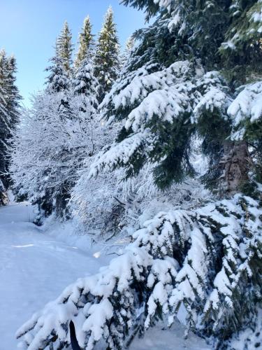 a group of trees covered in snow at Bel appartement spacieux 44m² à SUPER BESSE pour 6 personnes in Super Besse
