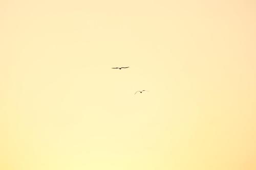 two birds flying in the sky at LA LOMA LINDA, Bungalows, Yoga and Feldenkrais, STARLINK INTERNET in Zipolite