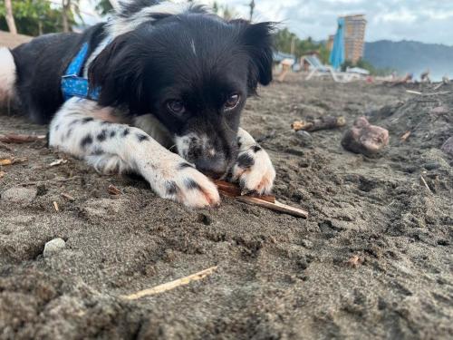Ospiti di Casa bohio surf con animali domestici