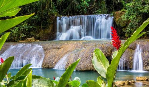 a waterfall in the jungle with a red flower at VillaMerissa Ocenpointe in Point