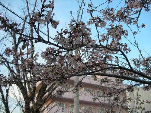 a tree with pink flowers in front of a building at Hotel Hyper Noah (Adult Only) in Sakai
