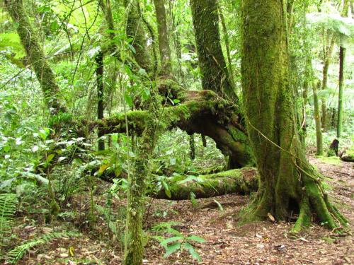 a fallen tree in a lush green forest at Rolling Hills Country Stay B&B in Tauranga