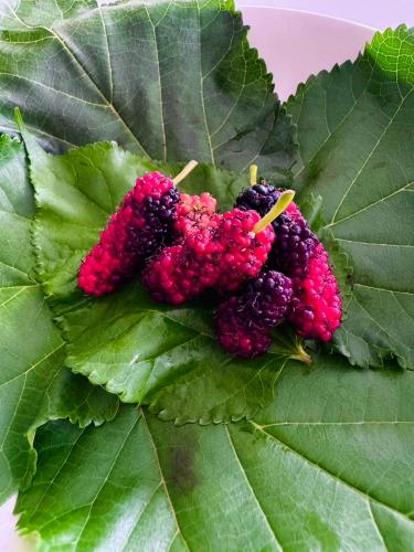 a bunch of blackberries and a green leaf at Garden House Rice Field and Mountain View in Luang Prabang